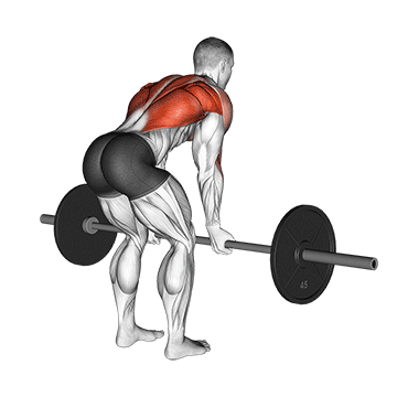 barbell reverse grip bent over row demonstration