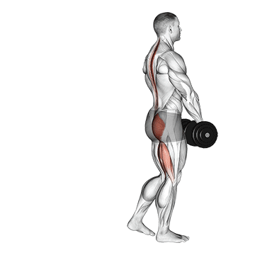 dumbbell single leg deadlift demonstration