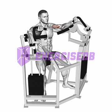 lever bicep curl