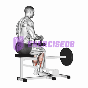 lever seated calf raise