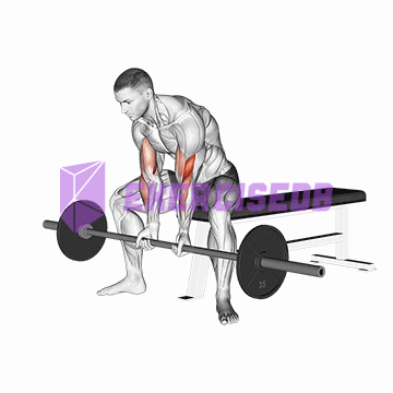 barbell seated close-grip concentration curl