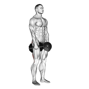 dumbbell stiff leg deadlift demonstration