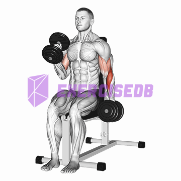 dumbbell alternate seated hammer curl img