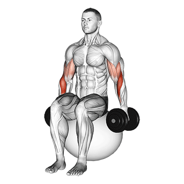 dumbbell hammer curl on exercise ball demonstration