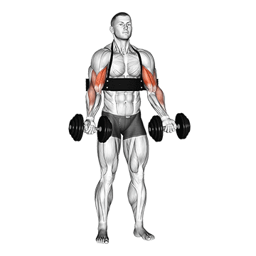 dumbbell alternate biceps curl (with arm blaster) demonstration