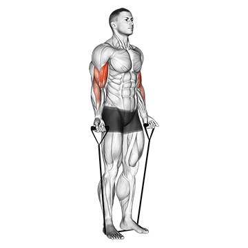 band alternating biceps curl demonstration