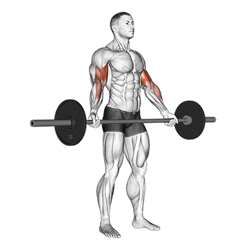 barbell standing wide grip biceps curl demonstration