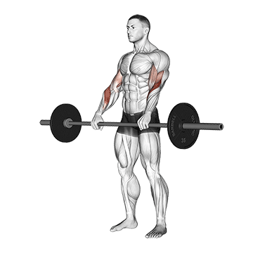 barbell reverse curl demonstration
