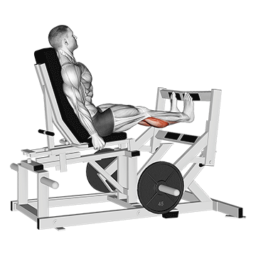 lever calf press demonstration
