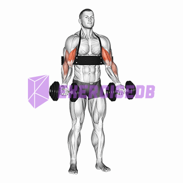 dumbbell alternate biceps curl (with arm blaster) img