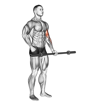 barbell alternate biceps curl demonstration