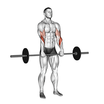 barbell standing reverse grip curl demonstration