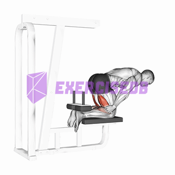 inverse leg curl (bench support)