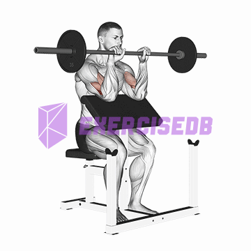 barbell reverse preacher curl