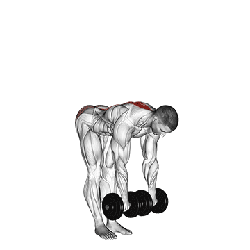dumbbell straight leg deadlift demonstration