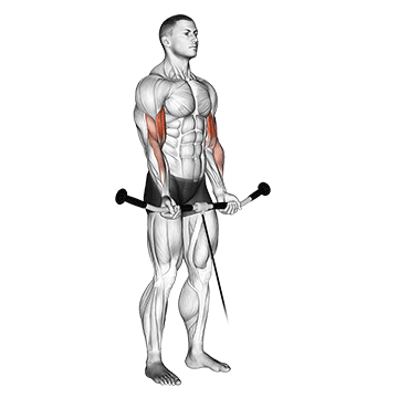 cable curl demonstration