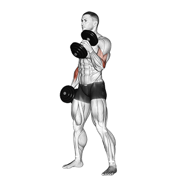 dumbbell hammer curl demonstration