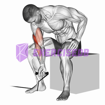 band concentration curl img