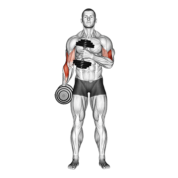 dumbbell cross body hammer curl v. 2 demonstration