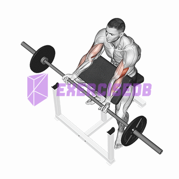barbell preacher curl