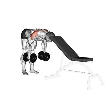 dumbbell rear lateral raise (support head) demonstration