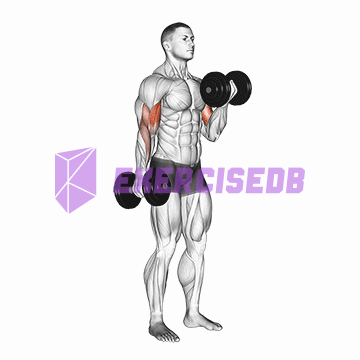 dumbbell alternate biceps curl img
