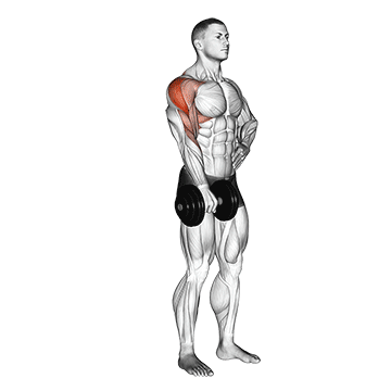 dumbbell one arm upright row demonstration