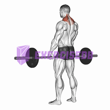 barbell shrug img