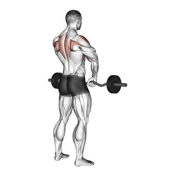 barbell upright row demonstration