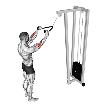 cable standing pulldown (with rope) demonstration