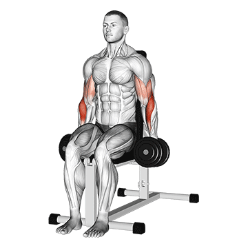 dumbbell seated hammer curl demonstration