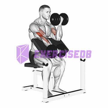 dumbbell alternate preacher curl img