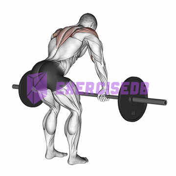 barbell rear delt row