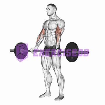barbell curl img
