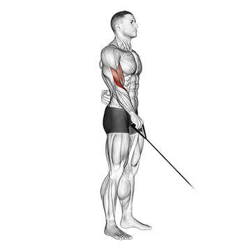 cable reverse one arm curl demonstration