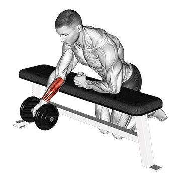 dumbbell over bench one arm reverse wrist curl demonstration