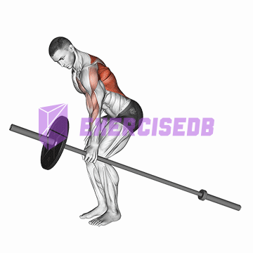 barbell one arm bent over row img