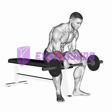 barbell reverse wrist curl v. 2