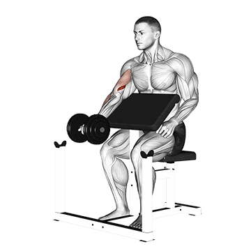 dumbbell preacher curl demonstration