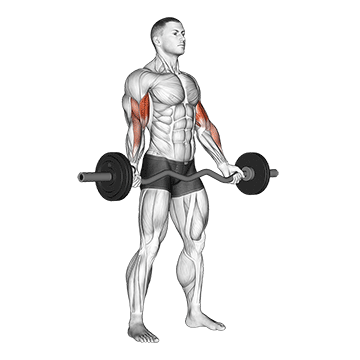 ez-barbell standing wide grip biceps curl demonstration