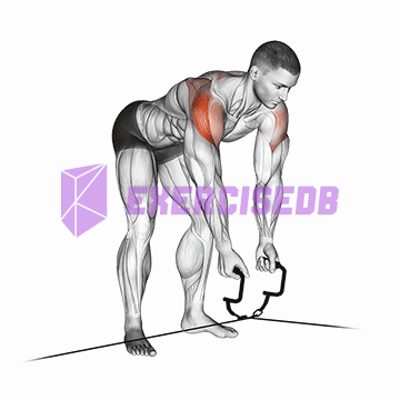 cable cross-over reverse fly