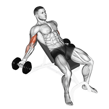 dumbbell incline inner biceps curl demonstration