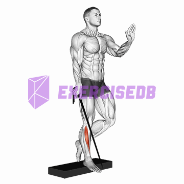 band single leg reverse calf raise img