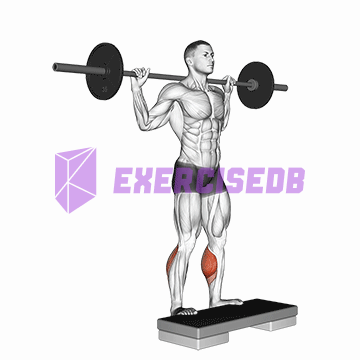 barbell standing leg calf raise