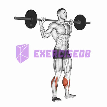 barbell standing rocking leg calf raise
