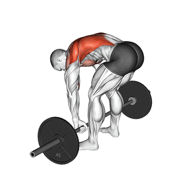 barbell pendlay row demonstration