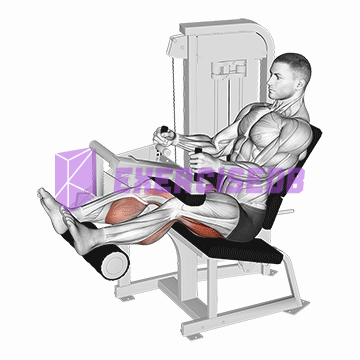 lever seated leg curl