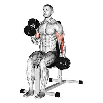 dumbbell alternate seated hammer curl demonstration
