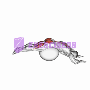 reverse hyper extension (on stability ball)