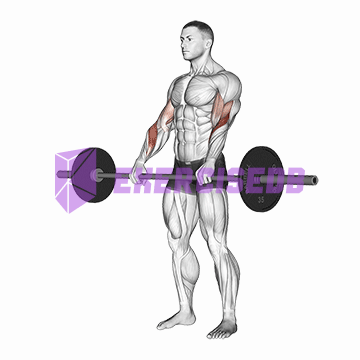 barbell reverse curl